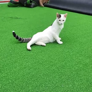 eco friendly artificial grass turf for pets 1