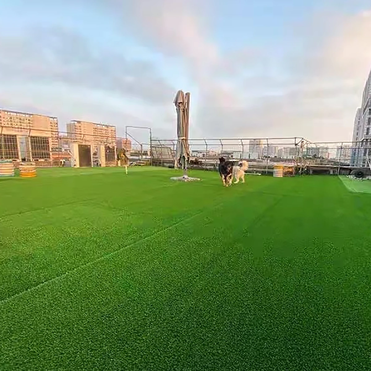 rooftop garden dogs playing high quality astro turf